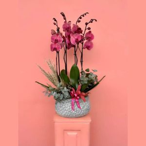  Erzincan Çiçekçiler - Orkideler