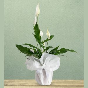  Erzincan Çiçek Gönder - Saksı Çiçekleri