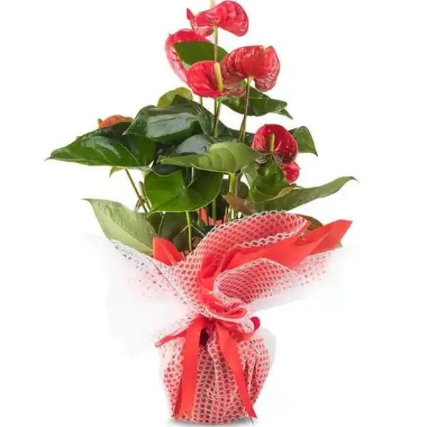 Erzincan Çiçekçi - Saksı Antoryum