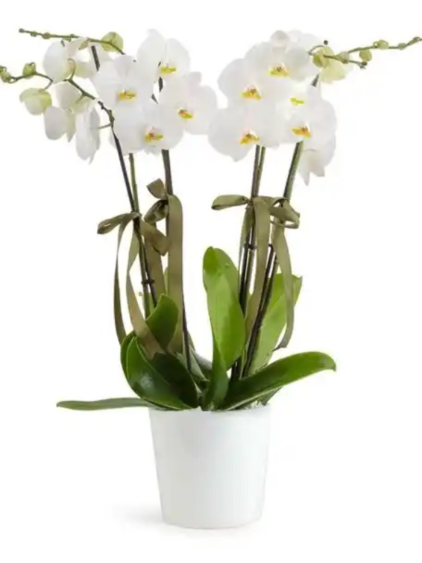  Erzincan Çiçek Gönder - Seramik Vazoda 4 Dal Beyaz Orkide