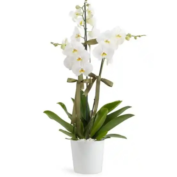  Erzincan Çiçek Gönder - 3 Dal Beyaz Orkide