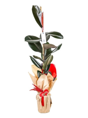  Erzincan Çiçekçiler - dekoratif Kauçuk Bitkis