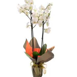  Erzincan Çiçek Gönder - Çİft Dal Beyaz Orkide