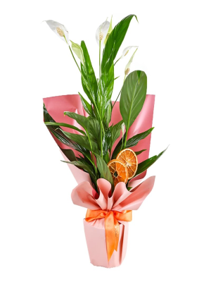  Erzincan Çiçek Gönder - Spathiphyllum Affection