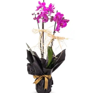 Erzincan Çiçekçi - Çift Dal Mor Orkide